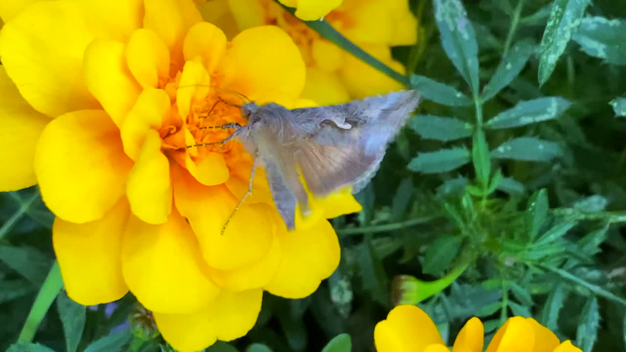 Beautiful moth on a flower.