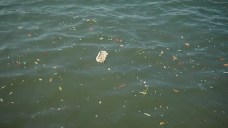 rubbish swimming in the polluted water.