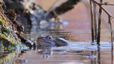 ranas en un estanque