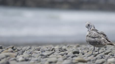 seagull cleans itself in beautiful slow mo 4k