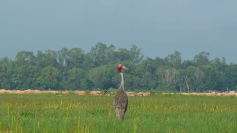 Standing-in-the-middle-of-a-grassland-then-turns-its-head-to-the-right-during-a-hot-afternoon