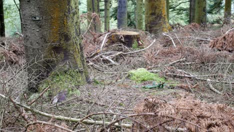 Dichter-Wald-Forstwirtschaft-Wildnisboden-Abholzung-Abholzung-Dolly-Rechts