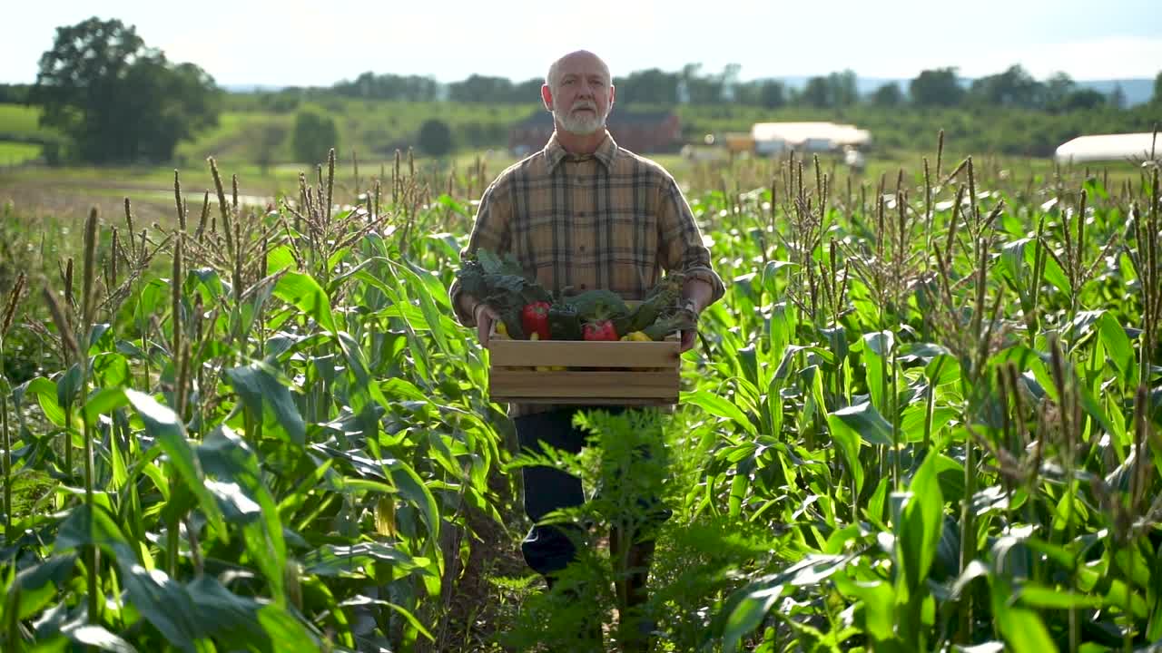 Wide angle portrait of farmer carrying a box of organic vegetables look at camera at sunlight agriculture farm field harvest garden nutrition organic fresh portrait outdoor slow motion