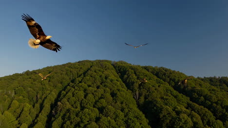 eagles soaring above a forest