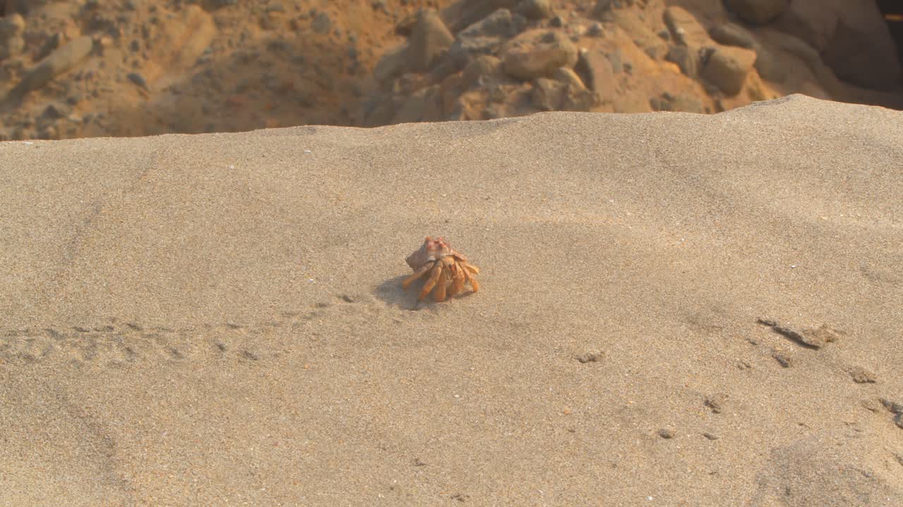 Wide view of hermit crab crossing dry sand dune leaving tracks Piura Peru
