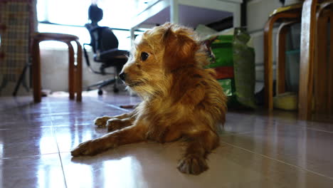 Brown-dog-lying-relaxed-on-the-floor-licking-his-paw