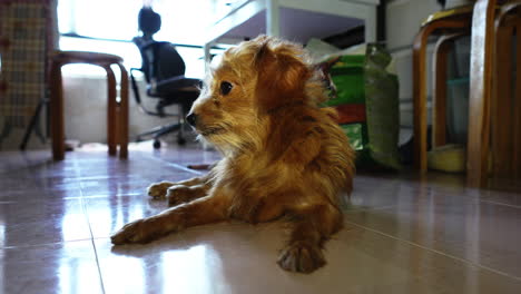 perro marrón tumbado relajado en el suelo lamiendo su pata