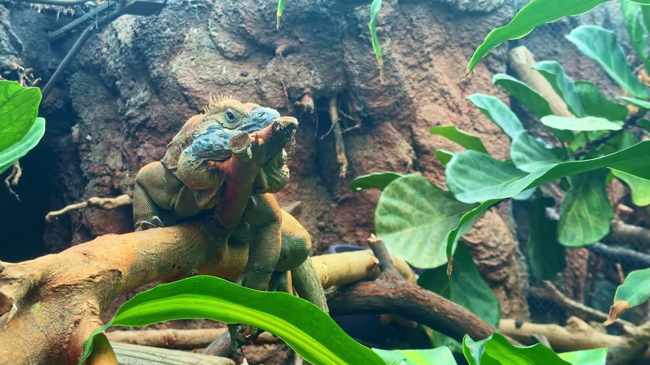 Nærbilde av en iguana som hviler på en gren, omgitt av blader i et dyrehagemiljø på dagtid