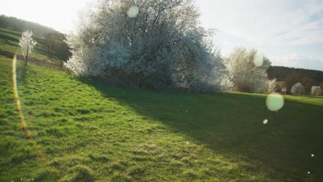 Flurries-and-Sun-Glare-Near-White-Trees-In-Field-|-Blooming-White-Trees-in-Apple-Orchid,-Farmland-in-Germany,-Europe,-4K