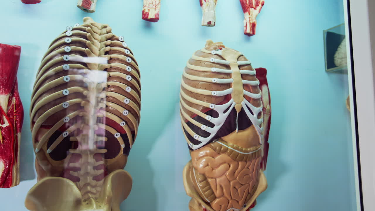 Anatomy model in museum. Anatomical model of human body in museum