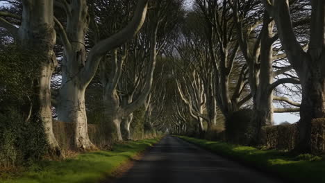 the iconic dark hedges avenue lined with ancient trees