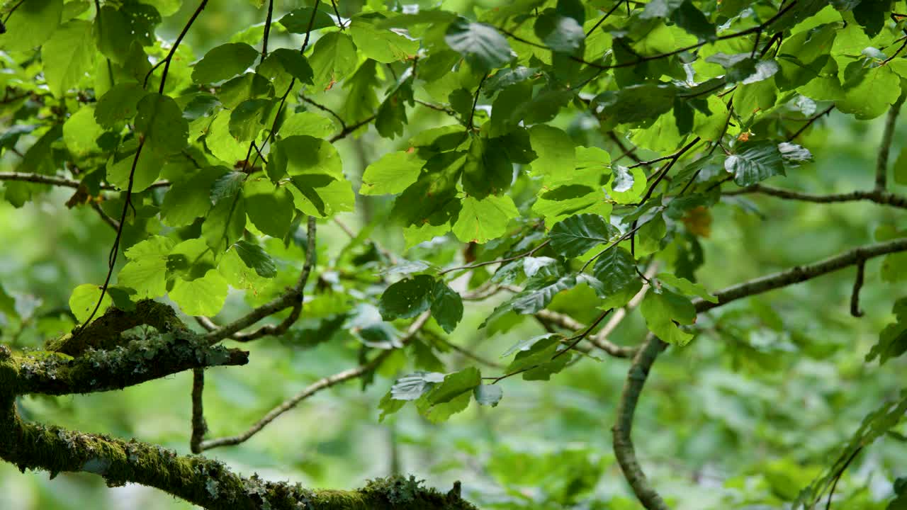 Sunlit green leaves and branches sway gently in a lush Highland forest, natural light
