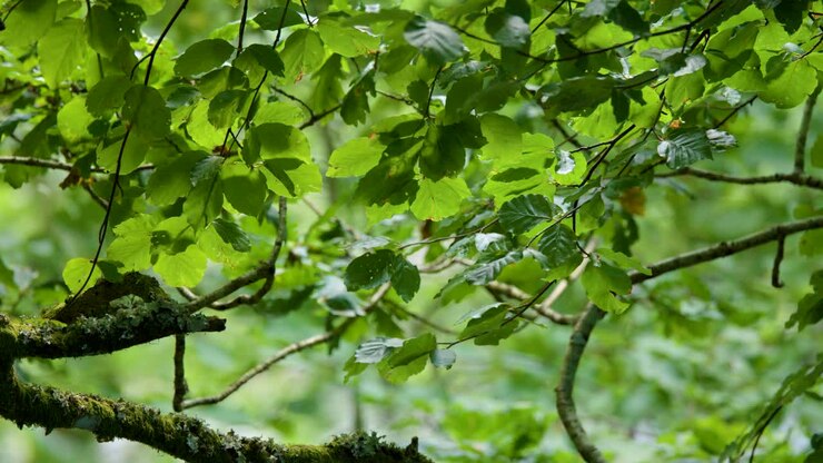 Foglie verdi illuminate dal sole e rami che ondeggiano delicatamente in una lussureggiante foresta delle Highlands, luce naturale