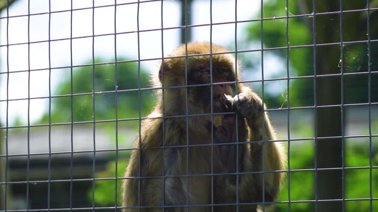 motivational survival of monkey behind cage not losing his hope feeling in balance confident individual fury animal in the zoo behind the cage slow motion