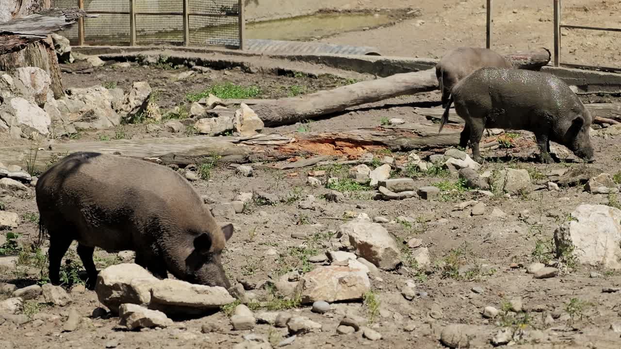 포로로 잡힌 돼지를 먹이는 - 넓은