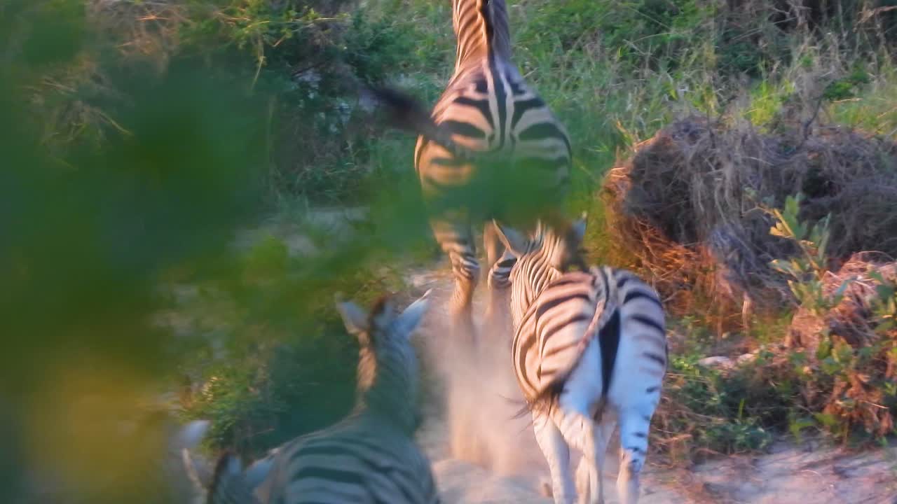 A herd of common zebras (Equus Quagga) galloping in South Africa