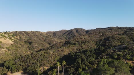 Palmera-En-Un-Barrio-De-California