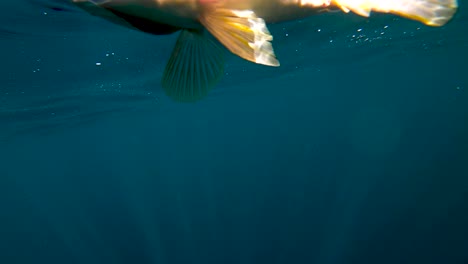 Calico-seabass-floats-caught-on-surface-by-crankbait-lure-in-open-ocean