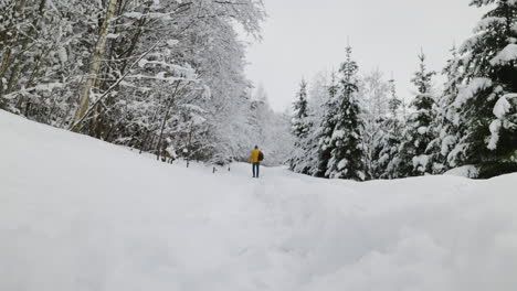 person walking in the forest