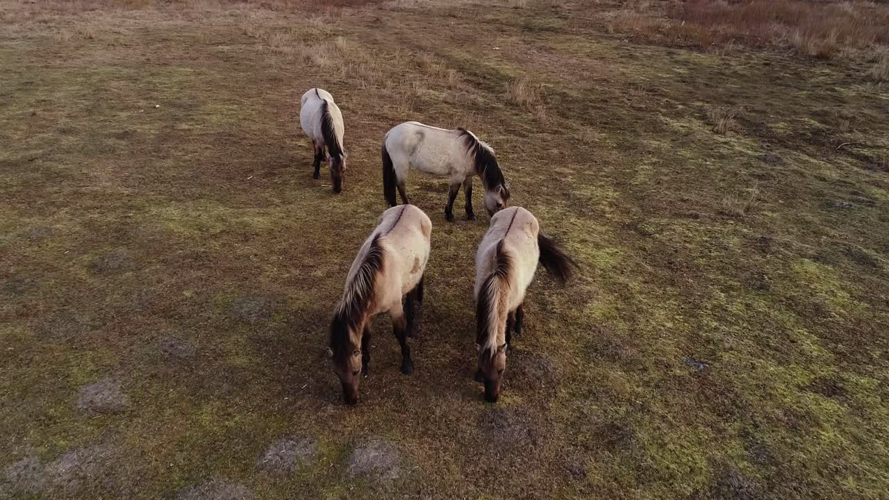 Letonya doğa parkında drone'un kamera aşağı eğimli olarak yaklaşmasıyla otlayan vahşi atlar.