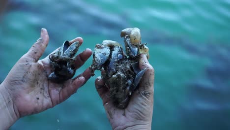 slowmo - fresh raw new zealand greenshell mussels from farm in hands close up