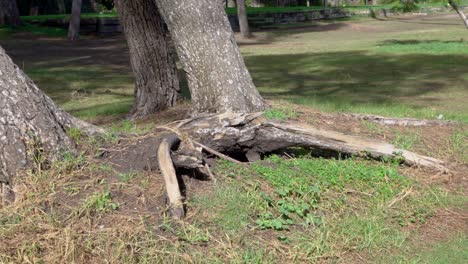 Damage-to-golf-course-pine,-disaster-caused-by-windstorm-and-rain,-exposed-roots