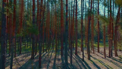 high old spruces in beautiful forest in sunny weather, camera is moving up along trunks, 4k, prores