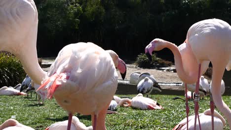 group of pink flamingos resting on grass field during sunny day in zoom,slow motion close up