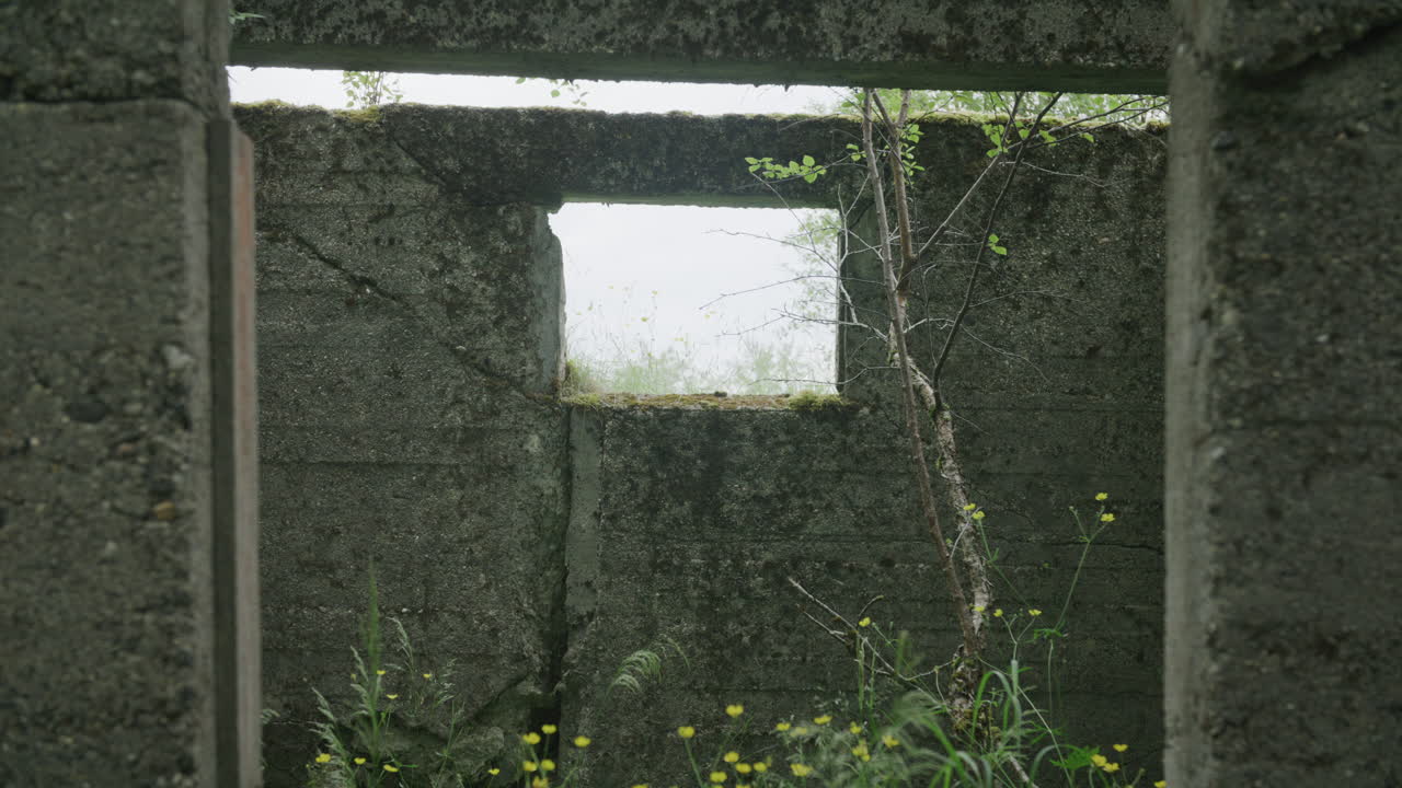 해안 배터리에서 버치 나무와 함께 폐허 창문 밖의 전망