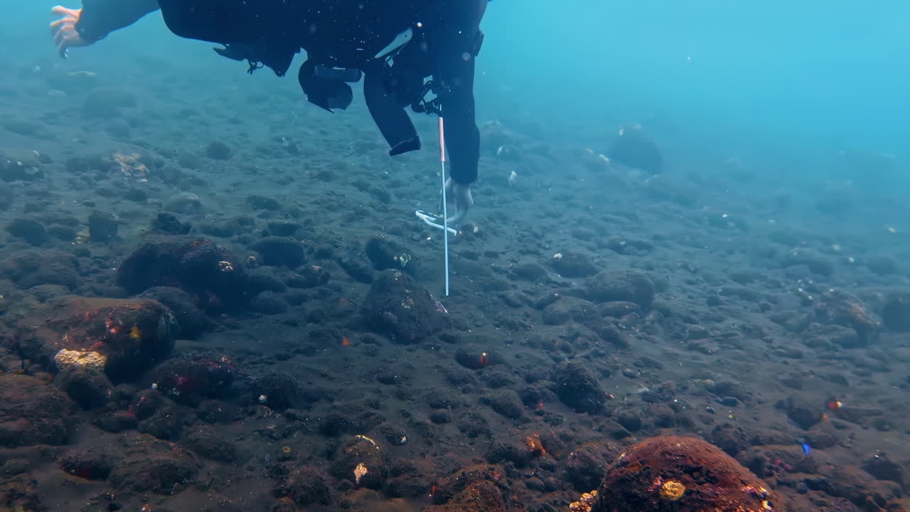 A scuba diver conducts an underwater reef survey using a measuring tape on a dark volcanic rocky seabed. Indonesia, USAT Liberty Wreck