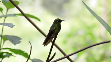 an iridescent hummingbird perches on top of a branch in a forest in ecuador, south america