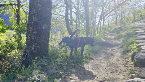 Perro-Olfatea-Y-Hace-Pipí-En-Un-árbol-En-El-Valle-Del-Jerte-España-Fuera-Del-Sendero-De-Adoquines