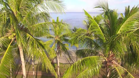 raising up over palm trees on beach