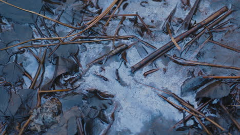 close-up pan of thin twigs lying in still pool of water in nature