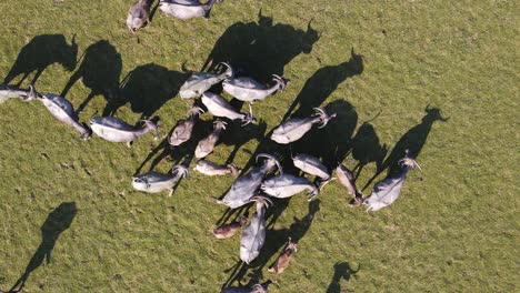 aerial birds eye view of herd of buffalo walking around on grassland in bangladesh