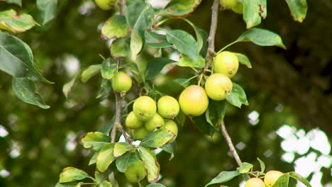 Holzäpfel-Auf-Einem-Ast-Eines-Holzapfelbaums,-Der-Reift-Und-Beginnt,-Rot-Zu-Werden