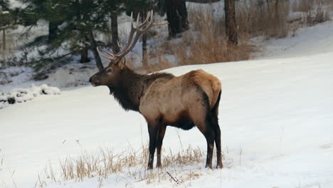 cuerno de alce toro rebaño montañas rocosas denver colorado parque nacional de piedra amarilla montana wyoming idaho vida silvestre animal puesta de sol invierno masticando hierba bosque prado backcountry buck cazador pan seguir