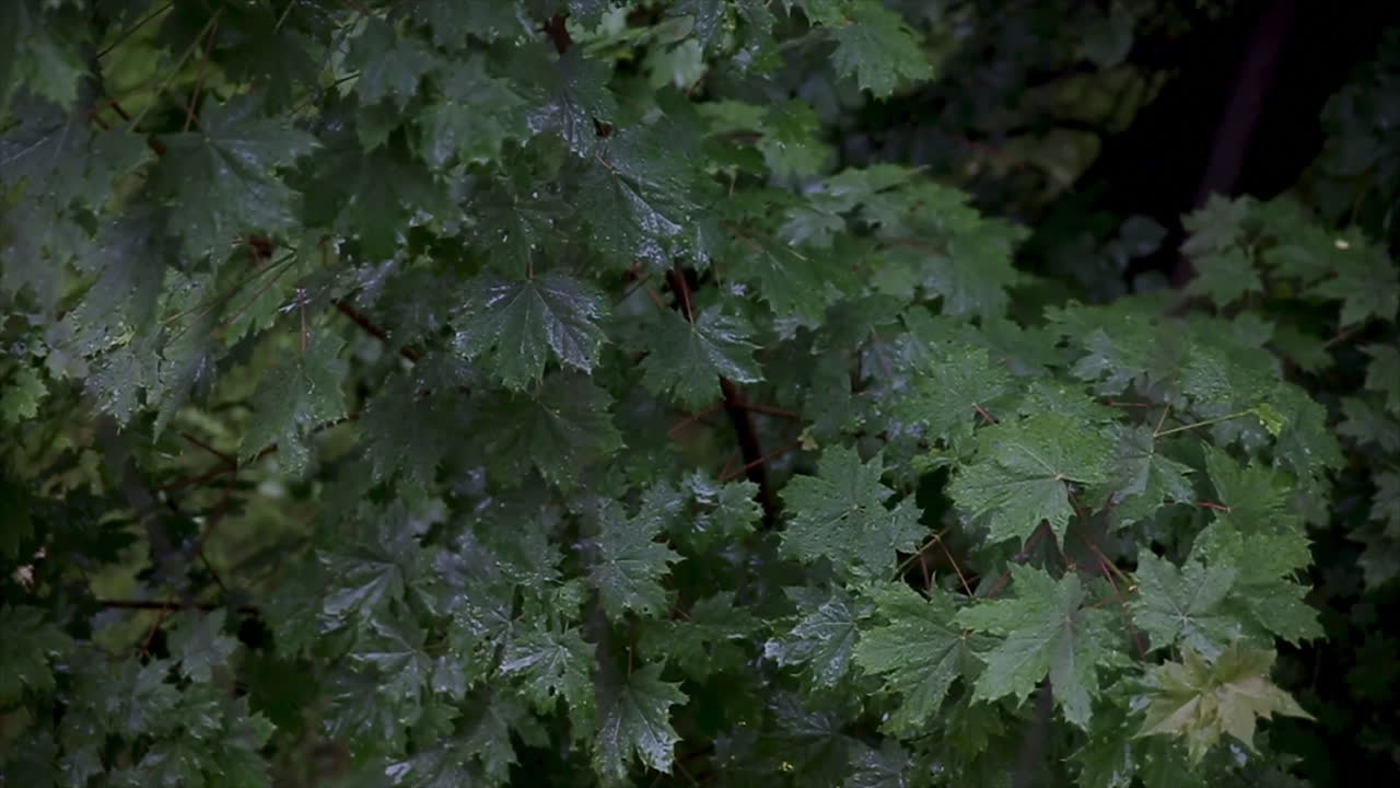 Wet Maple Leaves in the Forest
