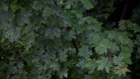 hojas de arce húmedas en el bosque