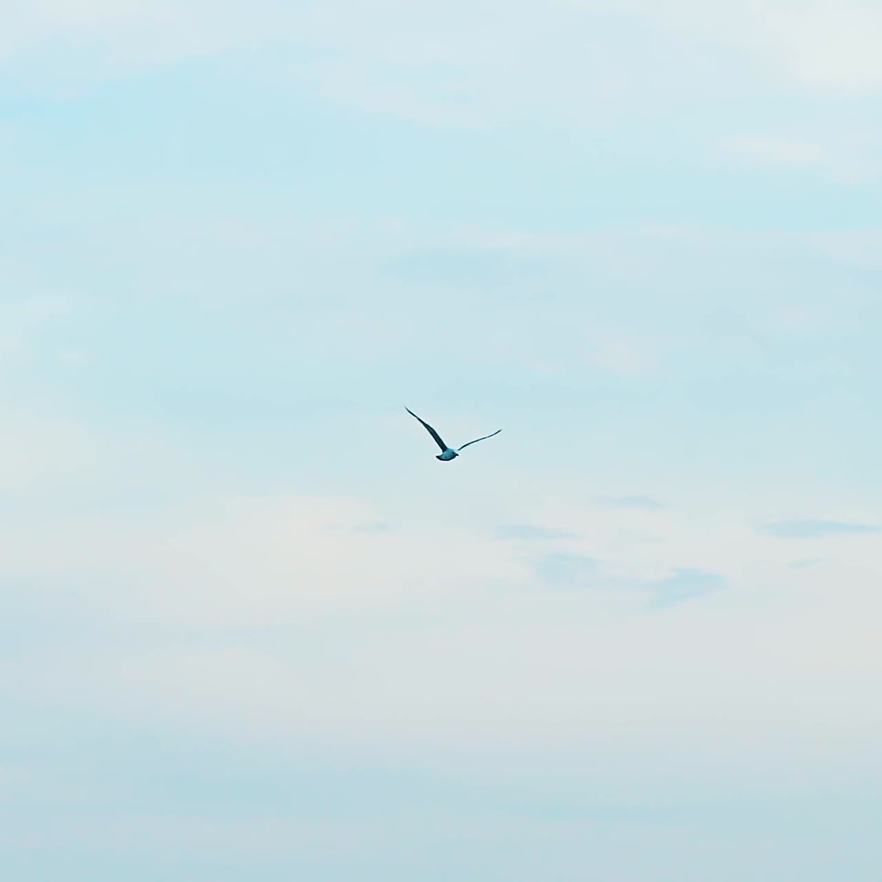 Seagulls flying in blue sky