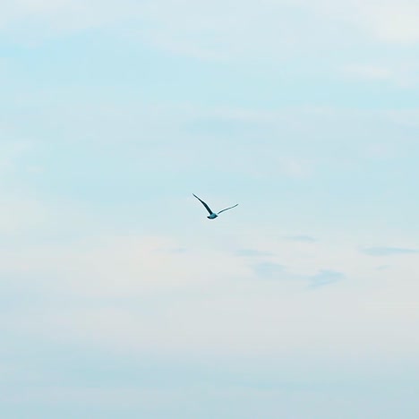 seagulls flying in blue sky