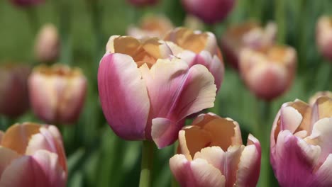 primer plano de hermosos tulipanes de color rosa pálido y naranja