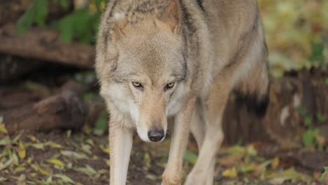 El-Lobo-(Canis-Lupus),-También-Conocido-Como-Lobo-Gris,-Es-El-Miembro-Más-Grande-De-La-Familia-Canidae.-Los-Lobos-Son-El-Miembro-Salvaje-Más-Grande-De-La-Familia-De-Los-Perros.