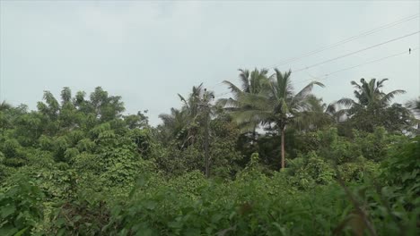 static view of tall branches of a forest