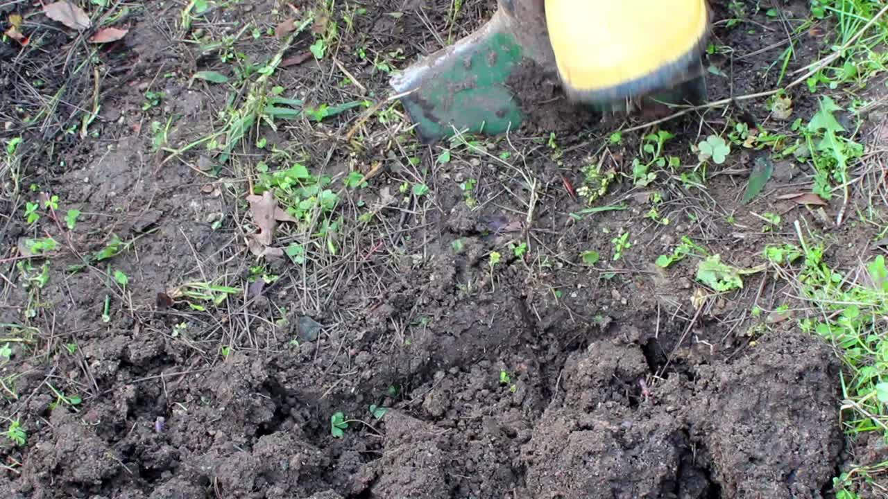 planta de trabajador en equipo en el parque 5