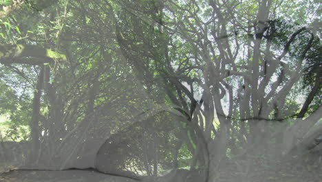 Abstract-shapes-animation-over-dense-forest-with-sunlight-filtering-through-trees