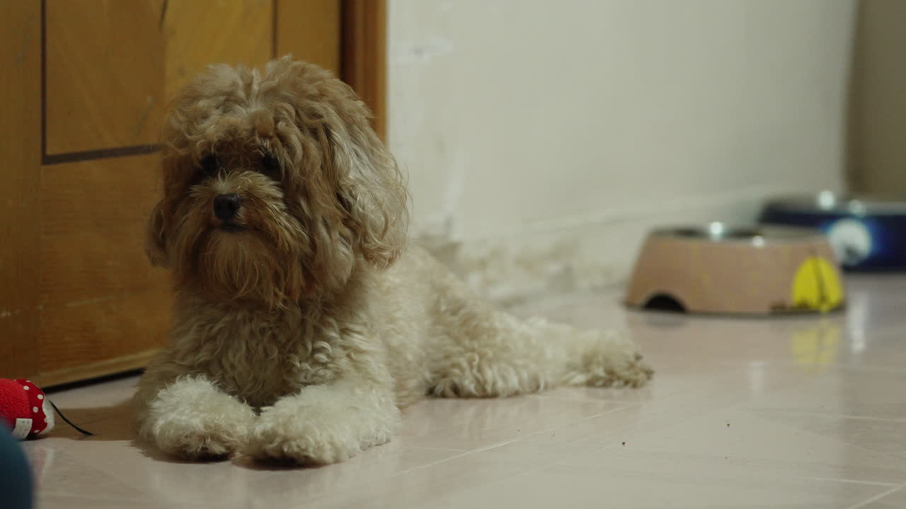 귀여운 표현과 혼란 바닥에 귀여운 작은 개