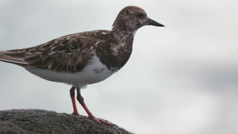 el pájaro chismoso errante de hawai sale del encuadre en cámara lenta
