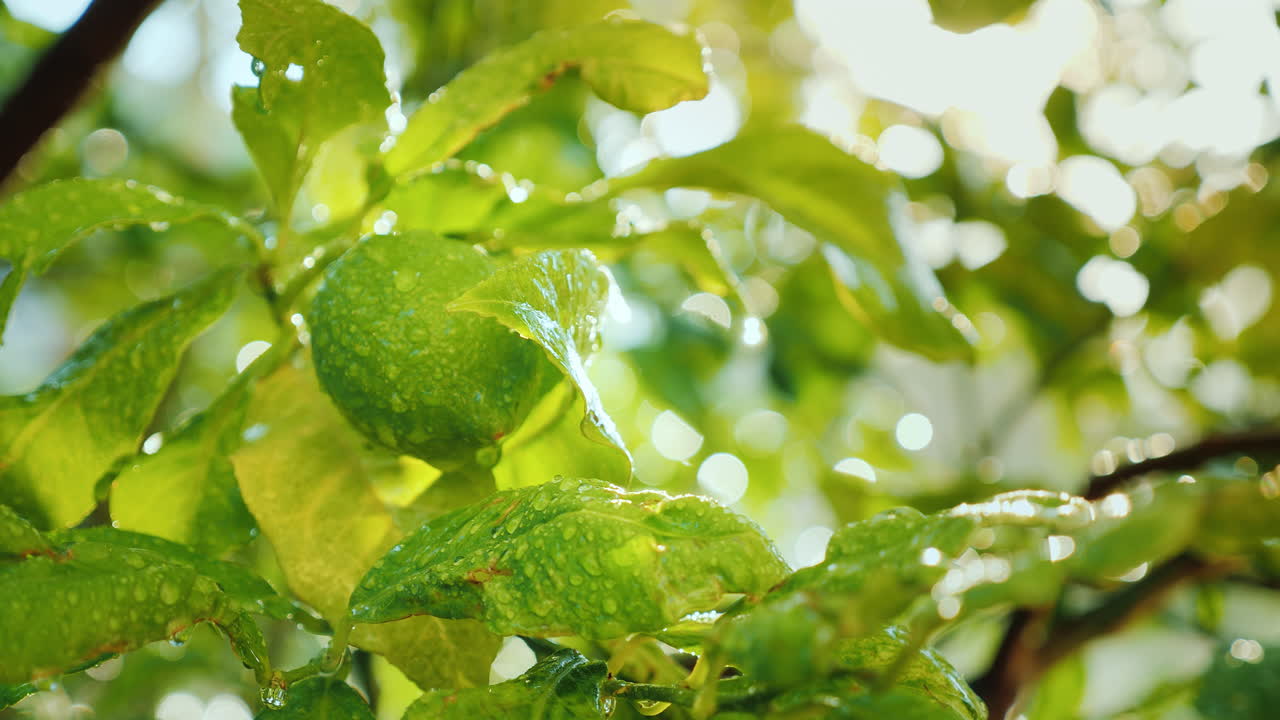 una fruta de limón verde madura en un árbol cubierto con gotas de agua el sol brilla intensamente cítrico gard