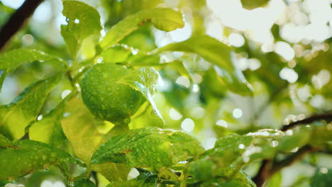 una fruta de limón verde madura en un árbol cubierto con gotas de agua el sol brilla intensamente cítrico gard